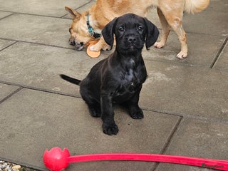 Kruising honden - Advertentie 1