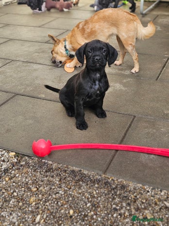 Kruising honden - Advertentie 9