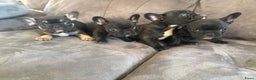Franse Bulldog honden te koop: Franse bulldog pups - Advertentie 9