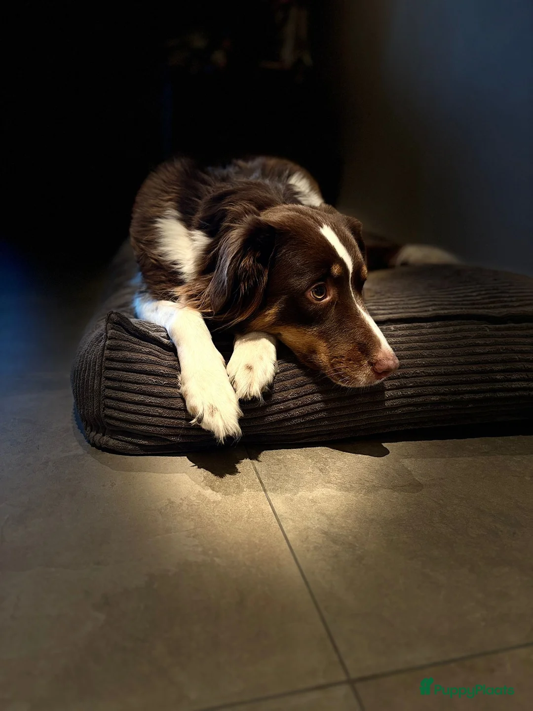 Australian Shepherd honden te koop: 🐾 Warme thuis voor Australian Shepherd pups 🐾 - Advertentie 15