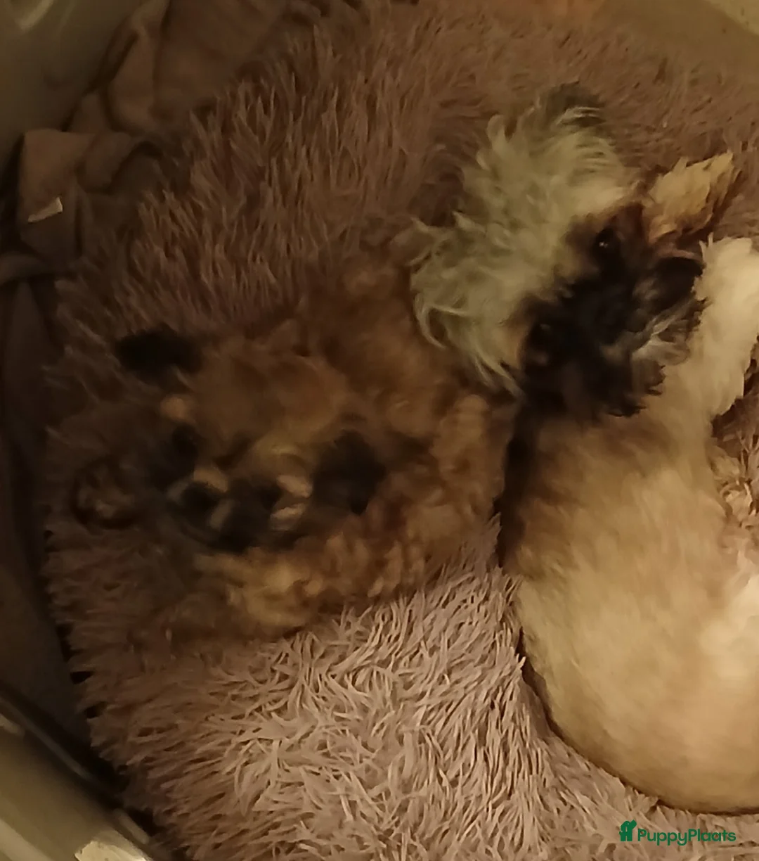 Kruising honden te koop: Shih tzu x Pekingees pupje - Advertentie 4