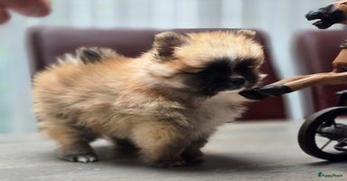 Pomeriaan honden - Advertentie 6