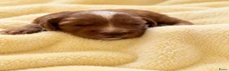 Australian Labradoodle honden te koop: te koop Australian Labradoodle minie - Advertentie 8