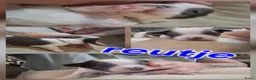 Shih Tzu honden te koop: Shih tzu pups  - Advertentie 11