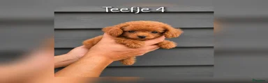 Teefje 4