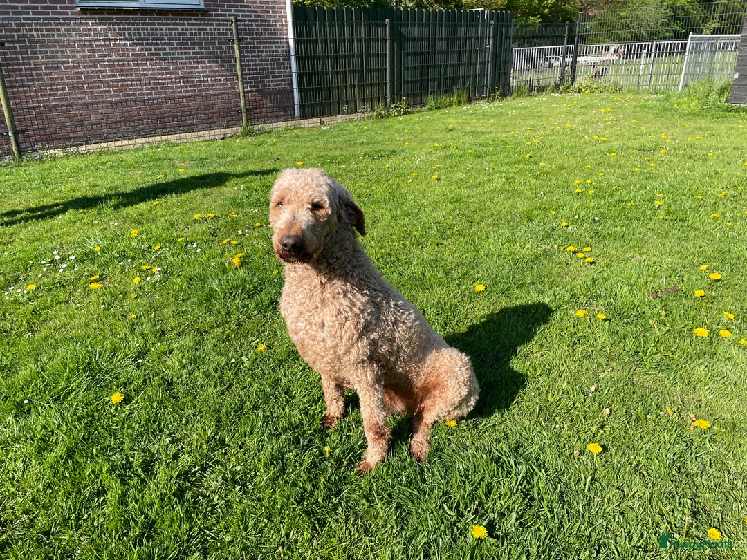 Labradoodle honden te koop: Doodle Pups - Advertentie 17