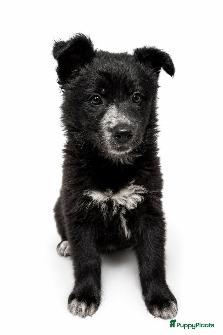 Kruising honden Ziny waar mag haar mandje komen te staan  - Advertentie 2