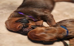 Rhodesian Ridgeback honden te koop: Rhodesian Ridgeback pups in Kootwijkerbroek - Afbeelding 6