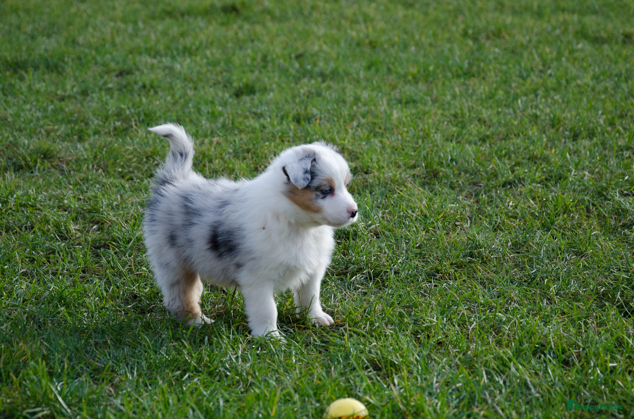Border Collie honden Border collie puppies geboren op boerderij (BE) - Advertentie 1