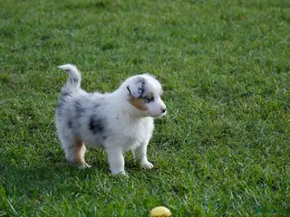 Border Collie honden Border collie puppies geboren op boerderij (BE) - Advertentie 1
