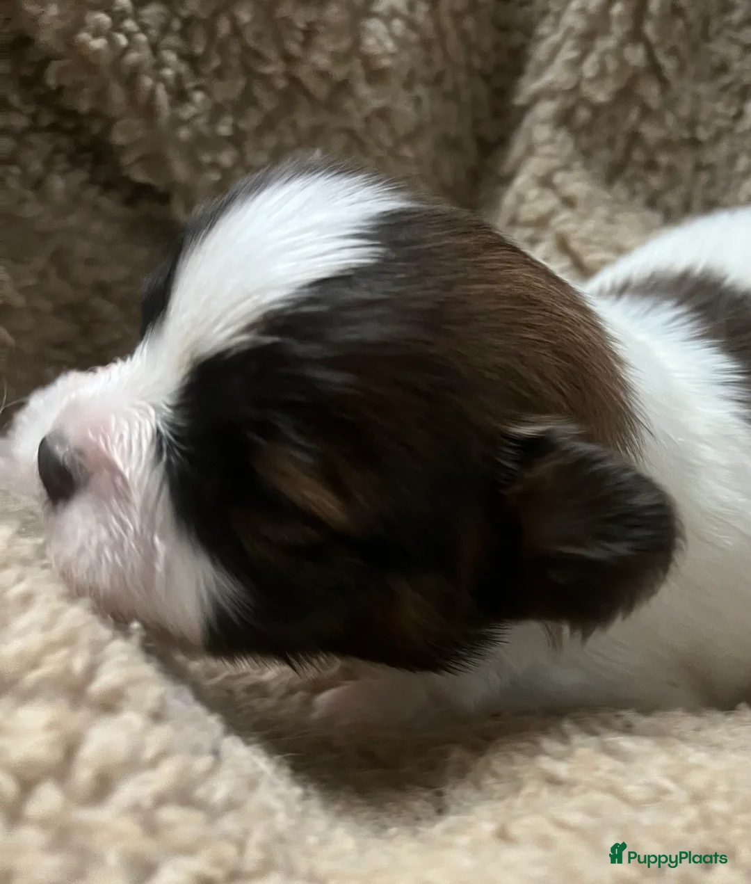 Vlinderhondje honden te koop: Twee mooie Reutjes beschikbaar  - Advertentie 2