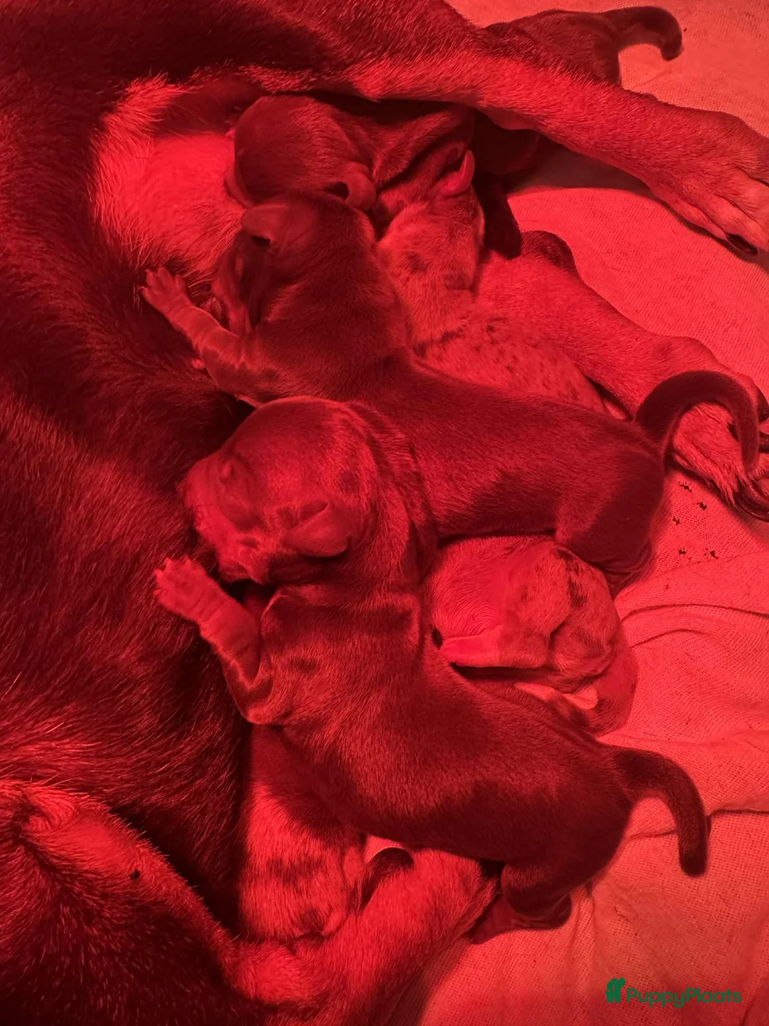 Teckel (korthaar)  honden te koop: teckel teefje in huis opgevoed ouders aanwezig  - Advertentie 8