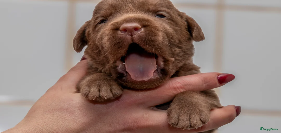 Galerij afbeelding {{count}}