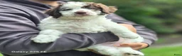 Lagotto Romagnolo honden te koop: Italiaanse waterpuppy's - Advertentie 9