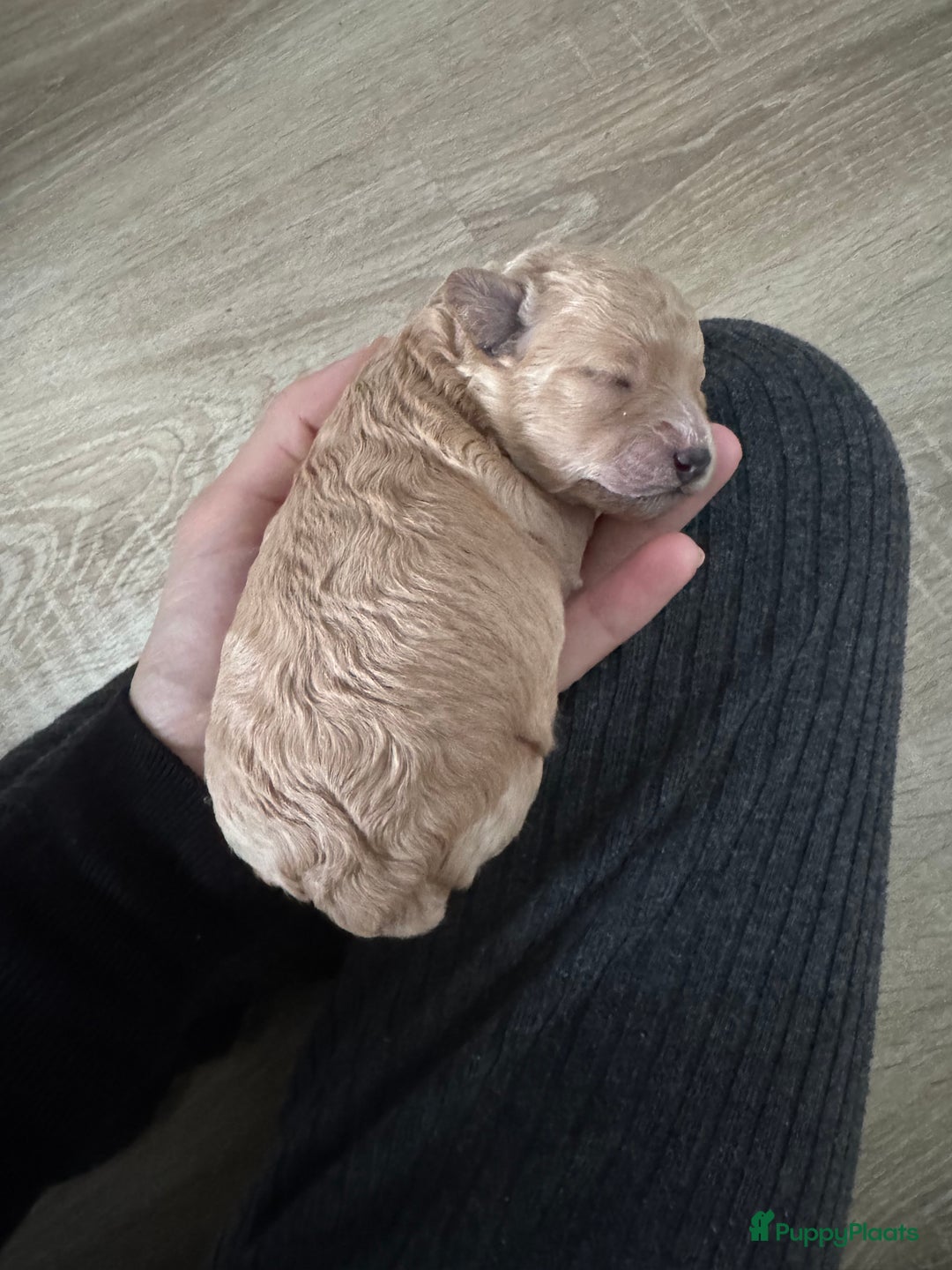 Poedel Toy honden te koop: Toy Poedel pups - Advertentie 6