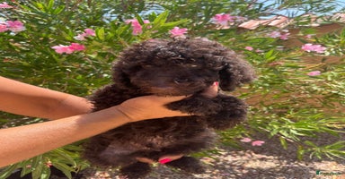Poedel honden - Advertentie 6