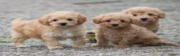 Maltipoo honden te koop: Maltipoo pups - Advertentie 11