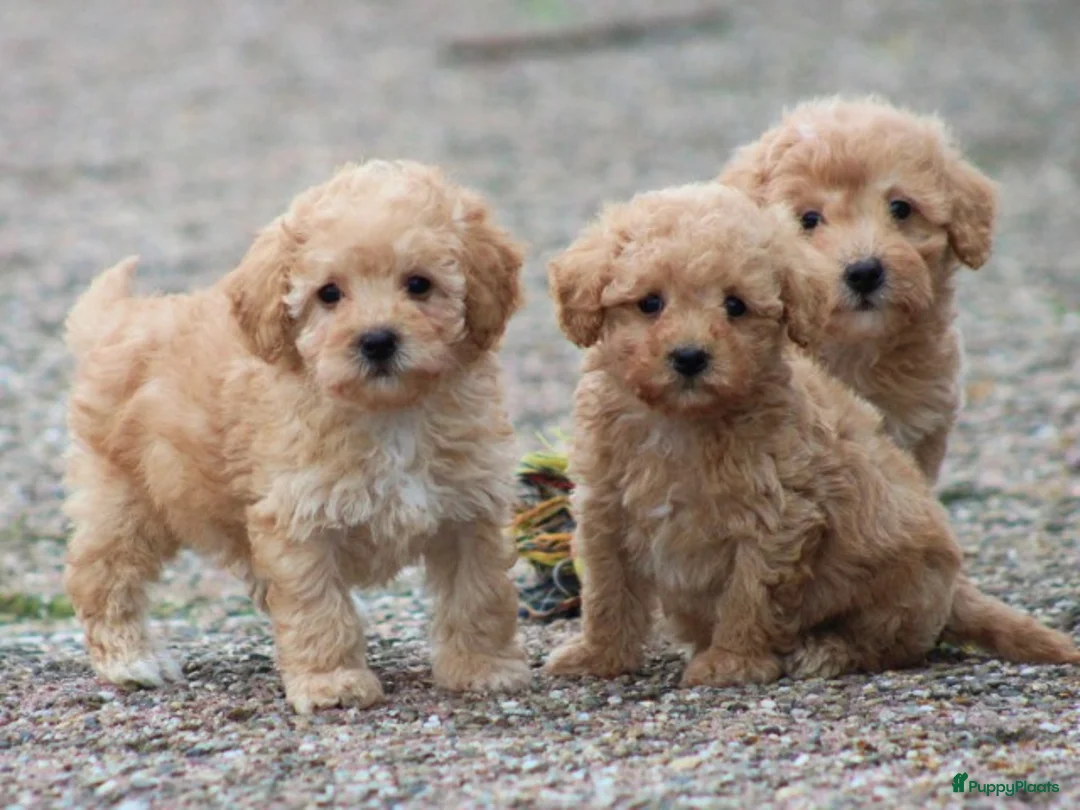 Maltipoo honden te koop: Maltipoo pups - Advertentie 11