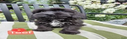 Kruising honden te koop: Prachtig nestje Boomer x EngelseCockerSpanielpups - Advertentie 10
