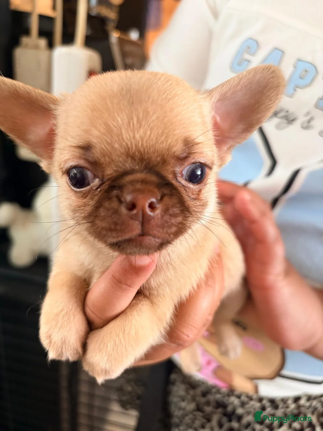 Chihuahua honden te koop: Prachtige gezonde  Chihuahua pups met fc stamboom - Advertentie 6