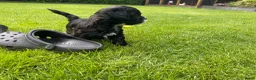 Shihpoo honden te koop: Prachtige shihpoo pups 1 reutje en 4 teefjes - Advertentie 26