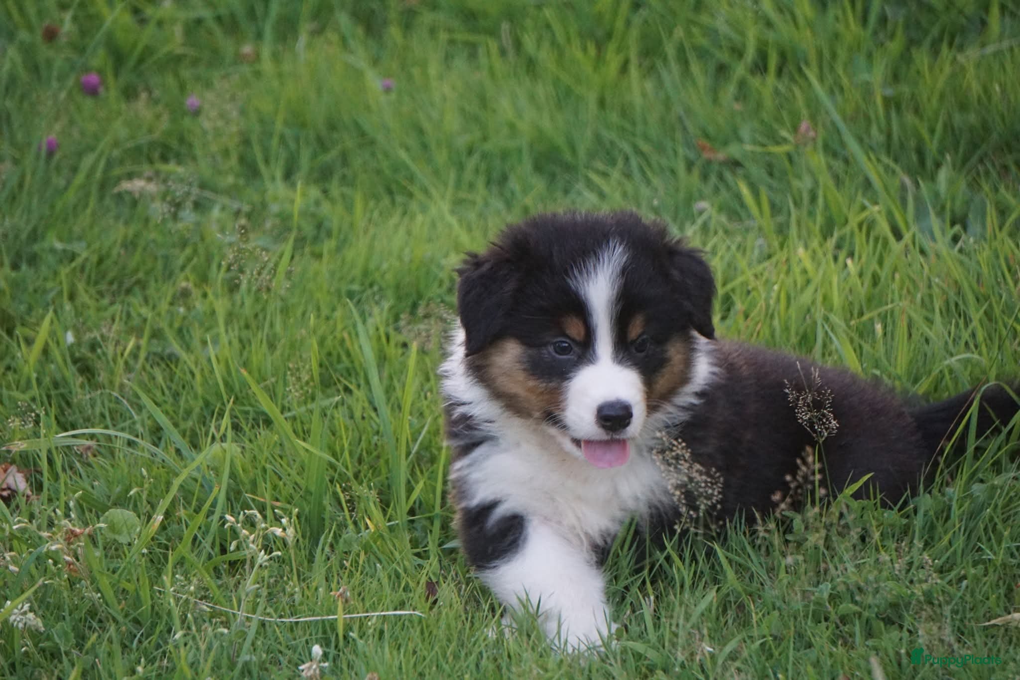 Australian Shepherd honden Australian shepherd pups - Advertentie 2