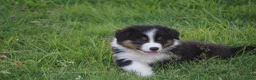 Australian Shepherd honden te koop: Australian shepherd pups - Advertentie 7
