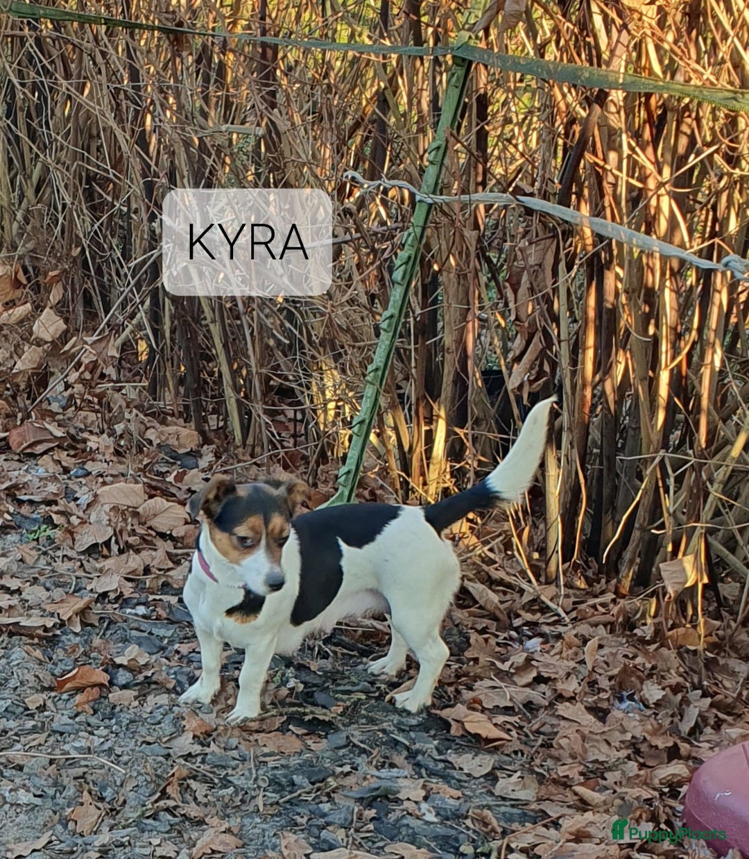 Jack Russel Terriër honden te koop: Mooie RASZUIVER JACK RUSSELL PUPPIES   GEZOND - Advertentie 10