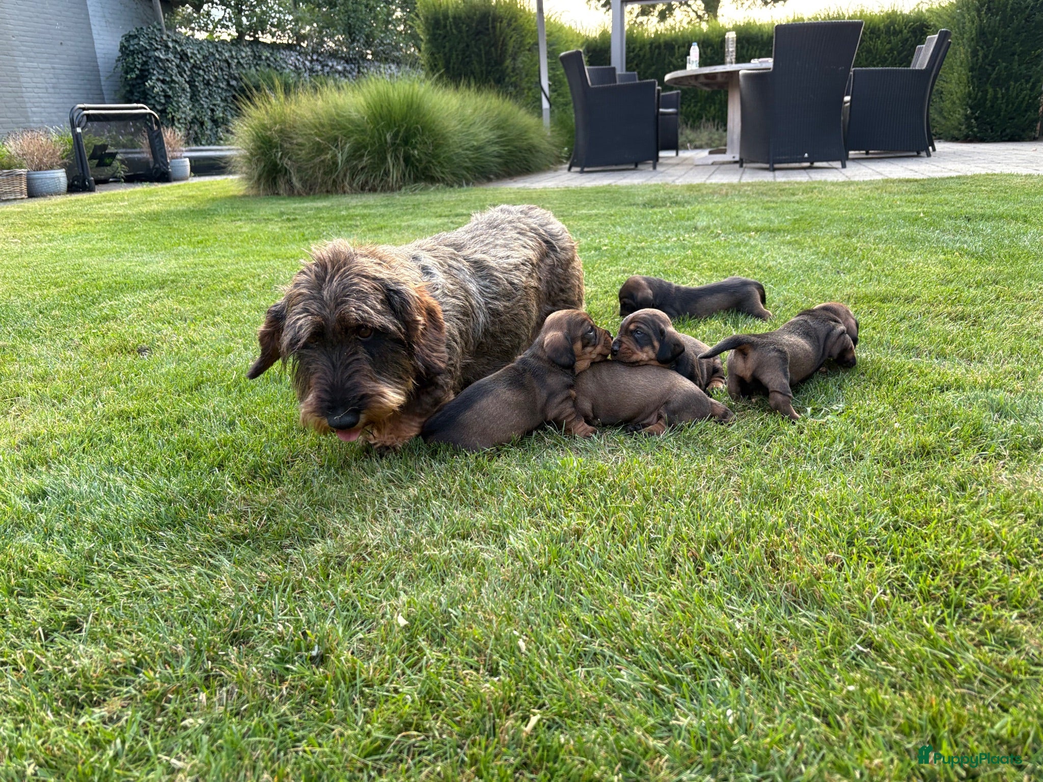 Ruwhaar Teckel honden Teckel ruwhaar pups standaard FCI-stamboom - Advertentie 3