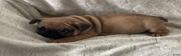 Franse Bulldog honden te koop: Franse Bulldog pups - Advertentie 9