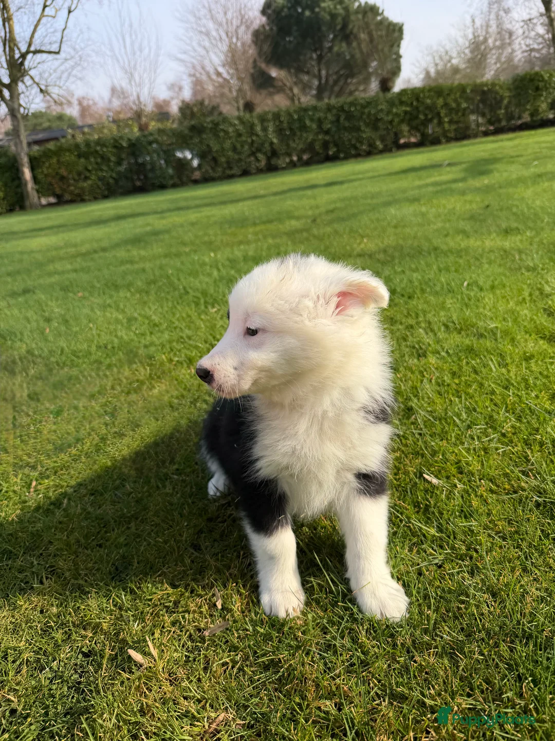 Kruising honden te koop: Australian Shepherd x Border Collie pups - Advertentie 22