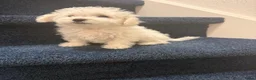 Maltipoo honden te koop: Nog 1 Pluizige pup Maltezer kruising zoekt baasje - Advertentie 8
