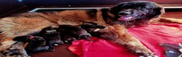 Leonberger honden te koop: Leonberger pups (teefjes)uit bijzondere combinatie - Advertentie 9
