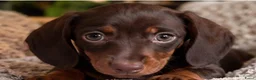Dwergteckel honden te koop: ❤️😍 Prachtige sociale dwergteckel pups 😍❤️ - Advertentie 2