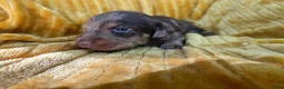 Ruwhaar Teckel honden te koop: Ruwharige teckel pups choco en tijger - Advertentie 6