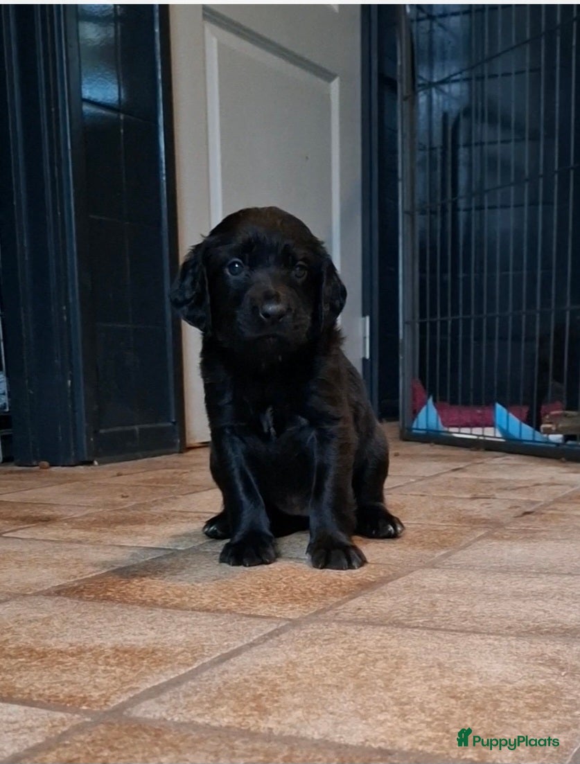 Kruising honden Duitse staande  x rhodesian ridgeback  - Advertentie 6