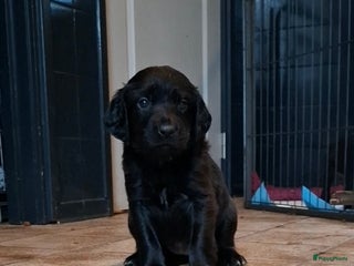 Kruising honden Duitse staande x rhodesian ridgeback - Advertentie 5