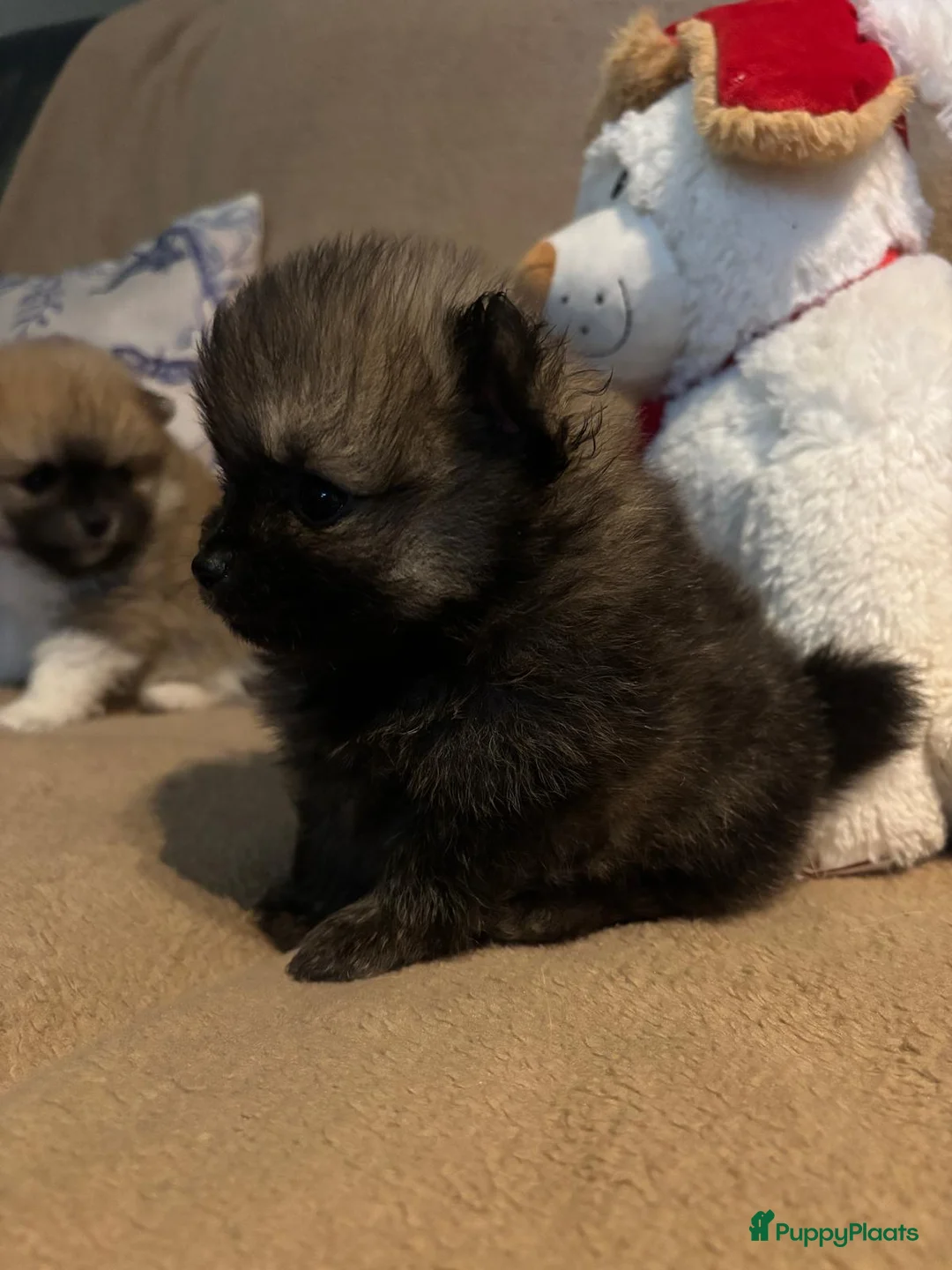Pomeriaan honden te koop: Schattige Pomeriaanpups  in Putte - Advertentie 2