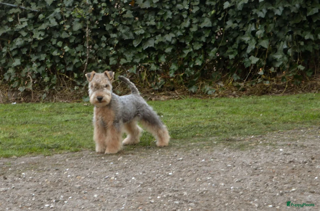 Lakeland Terriër honden te koop: Mooie Lakeland reu met stamboom - Advertentie 3