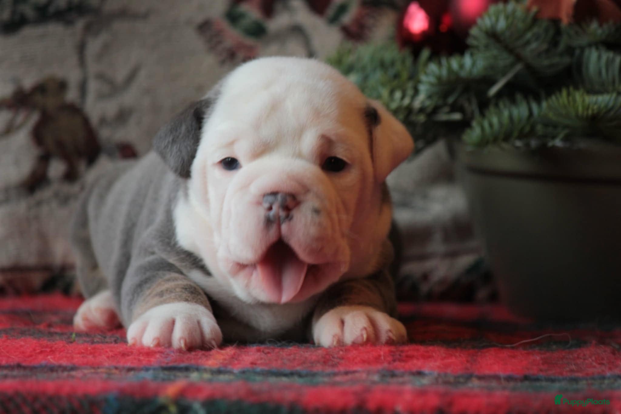 Old English Bulldog honden Prachtige Old English Bulldog pups met stamboom - Advertentie 2