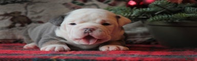 Old English Bulldog Puppy 6