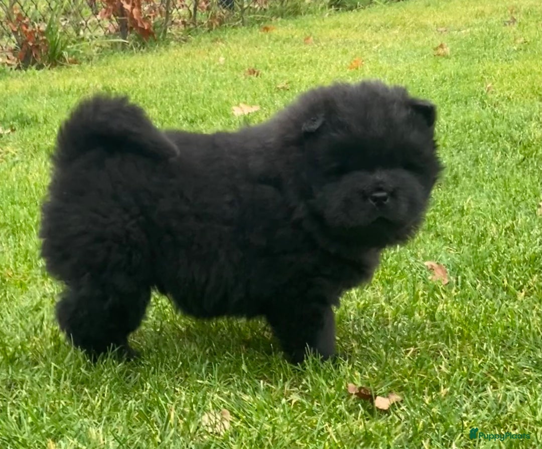 Chow Chow honden te koop: Nog 2 chow chow pups beschikbaar - Advertentie 7