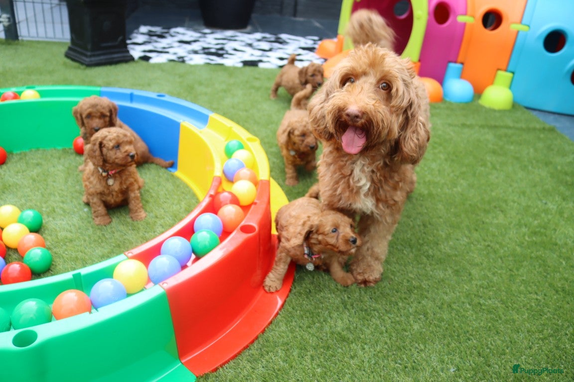 Australian Labradoodle honden te koop:  6 lieve Mini/medium Australian labradoodle pups - Advertentie 1