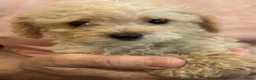 Kruising honden te koop: Chipoo Lieve rustige X toy poedel en chiwawa in Eindhoven - Advertentie 8