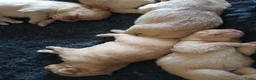 Nova Scotia Duck Tolling Retriever honden te koop: Nova scotia duck tolling retriever pups - Advertentie 4