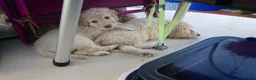 Spaanse Waterhond honden te koop: Echte schip-pups vanaf het Lauwersmeer! 🐾⛵ - Advertentie 20