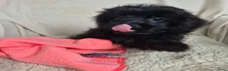 Kruising honden te koop: Prachtige leergierige boompoo's  - Advertentie 15