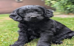 Goldendoodle honden te koop: Golden doodle pups te koop - Afbeelding 10