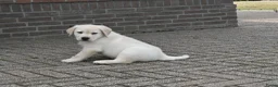 Labrador Retriever honden te koop: Knappe Labrador pups met stamboom ! - Advertentie 13