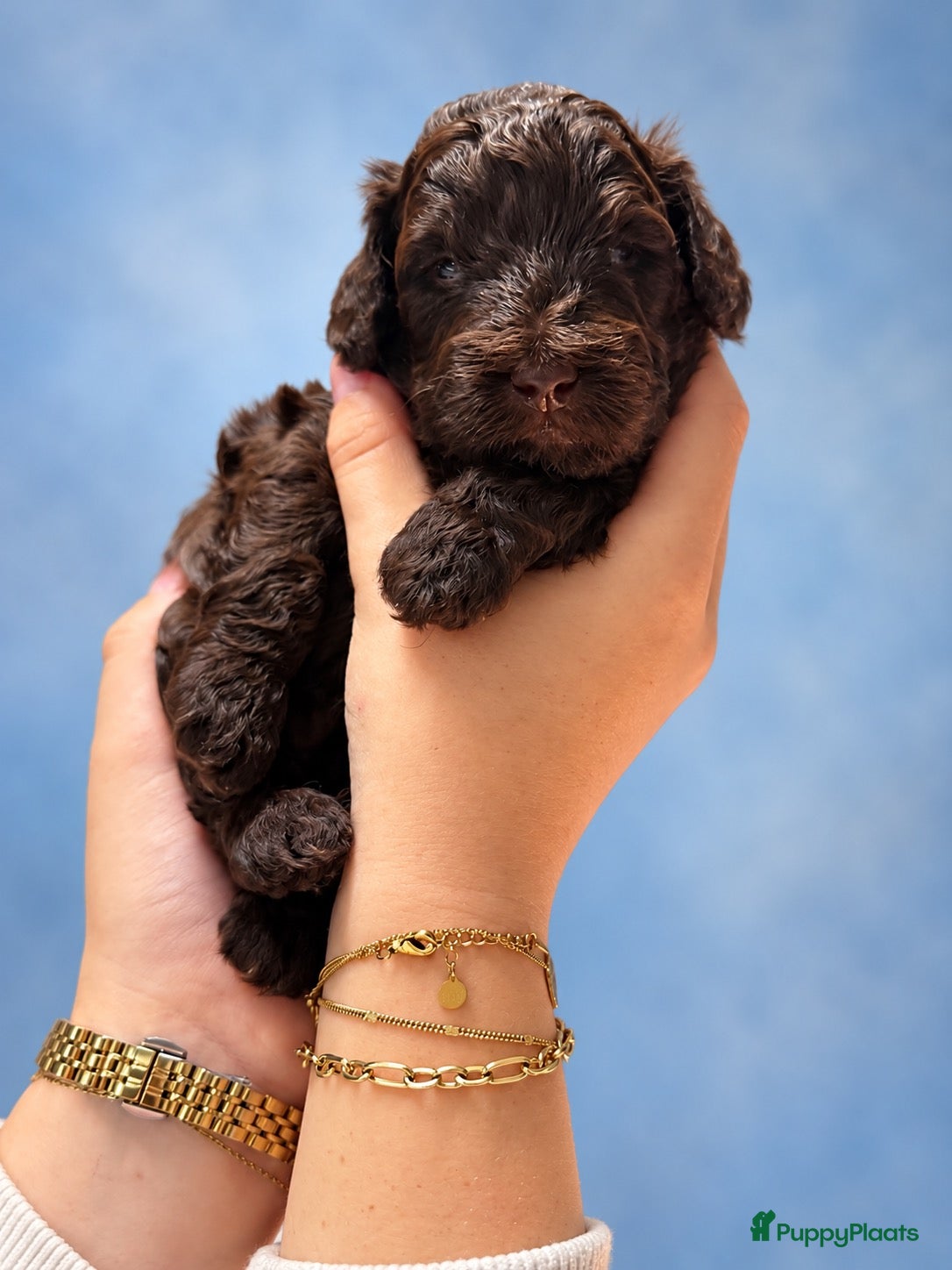 Kruising honden te koop: Mini labradoodle x toy poedel pups  - Advertentie 9